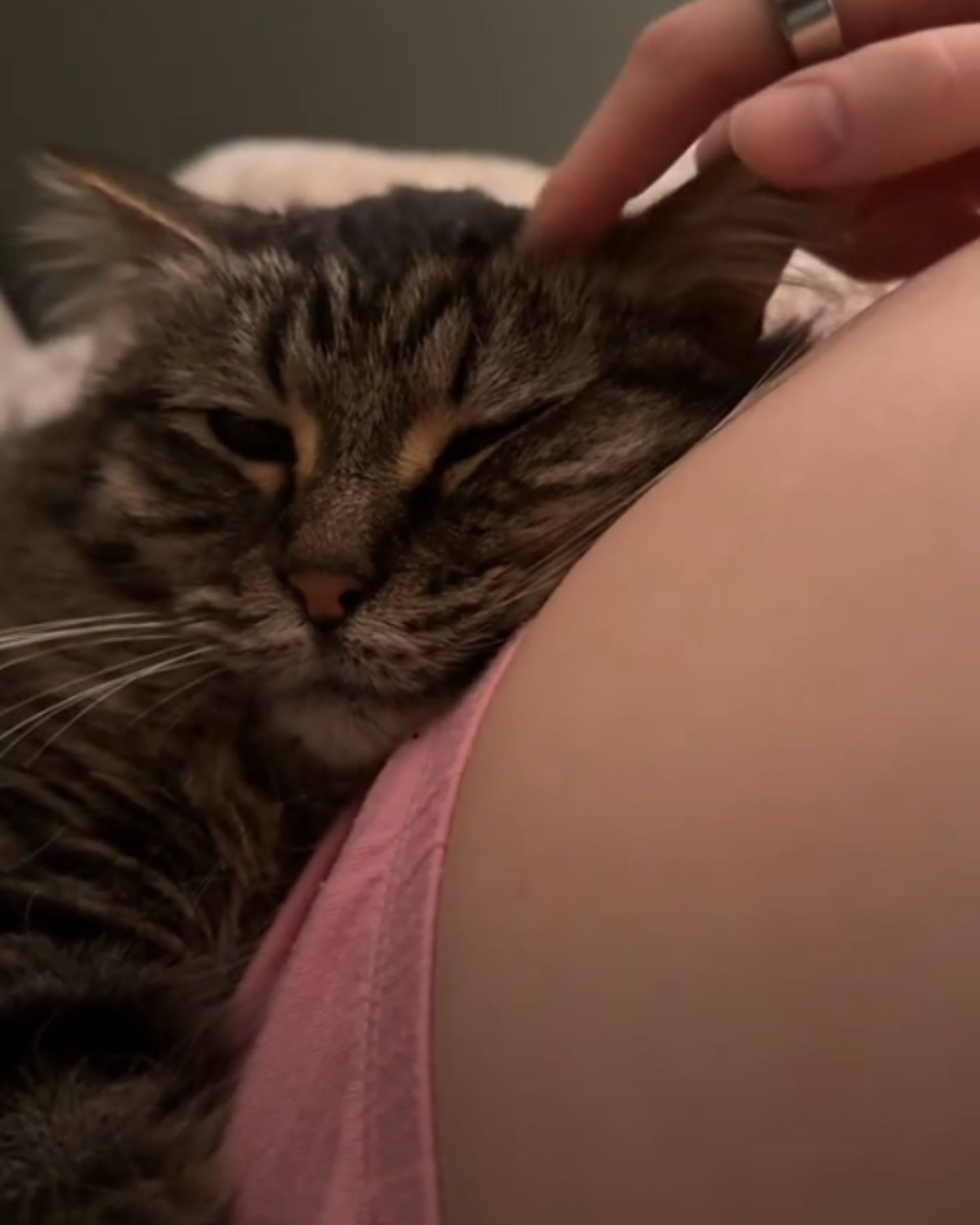 sentient cat does not separate from the belly of the pregnant woman