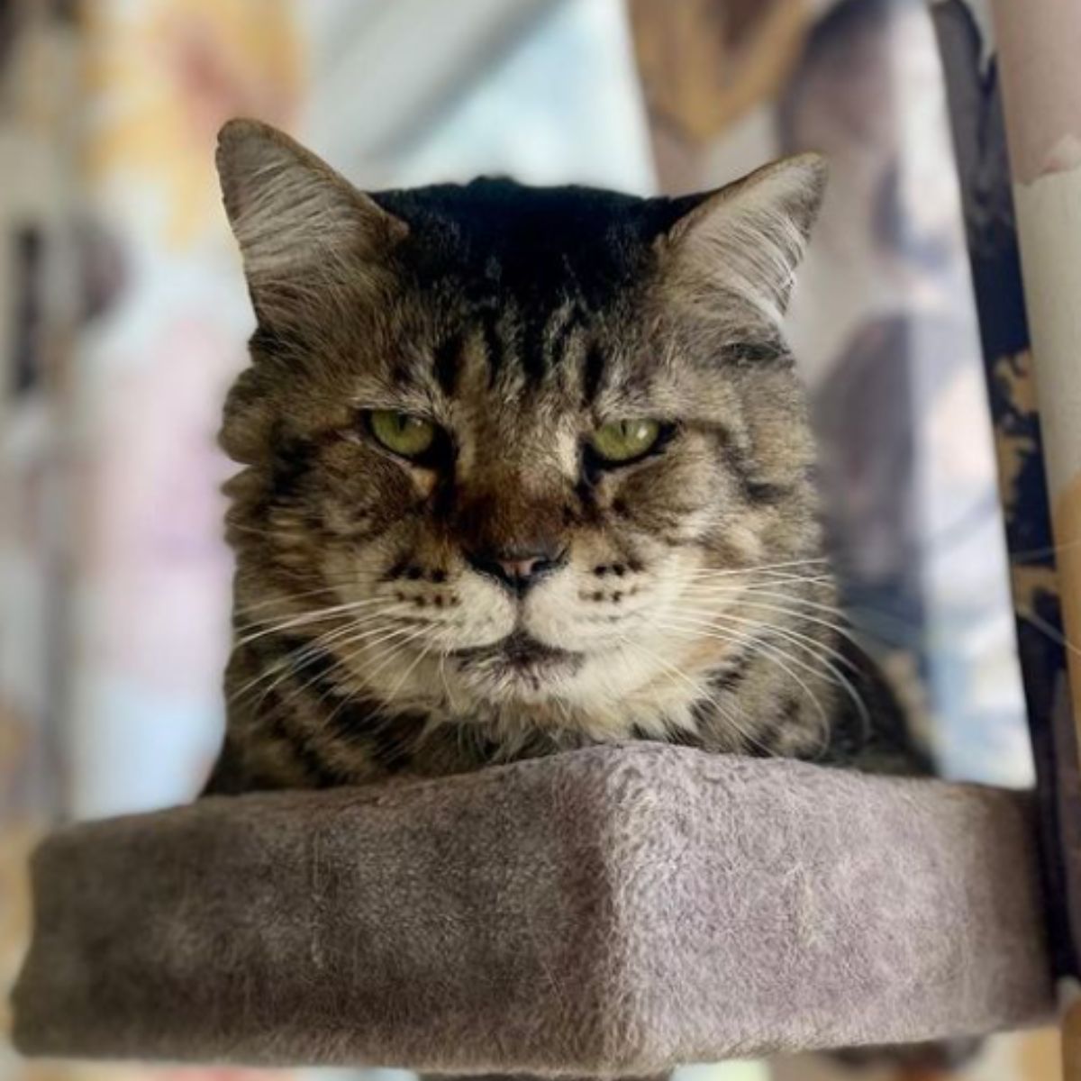 serious senior cat