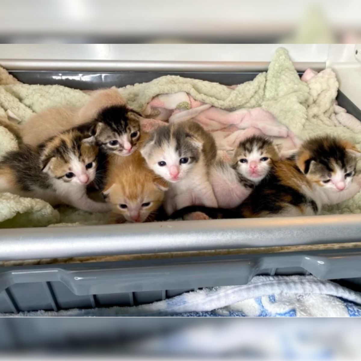 seven newborn cats