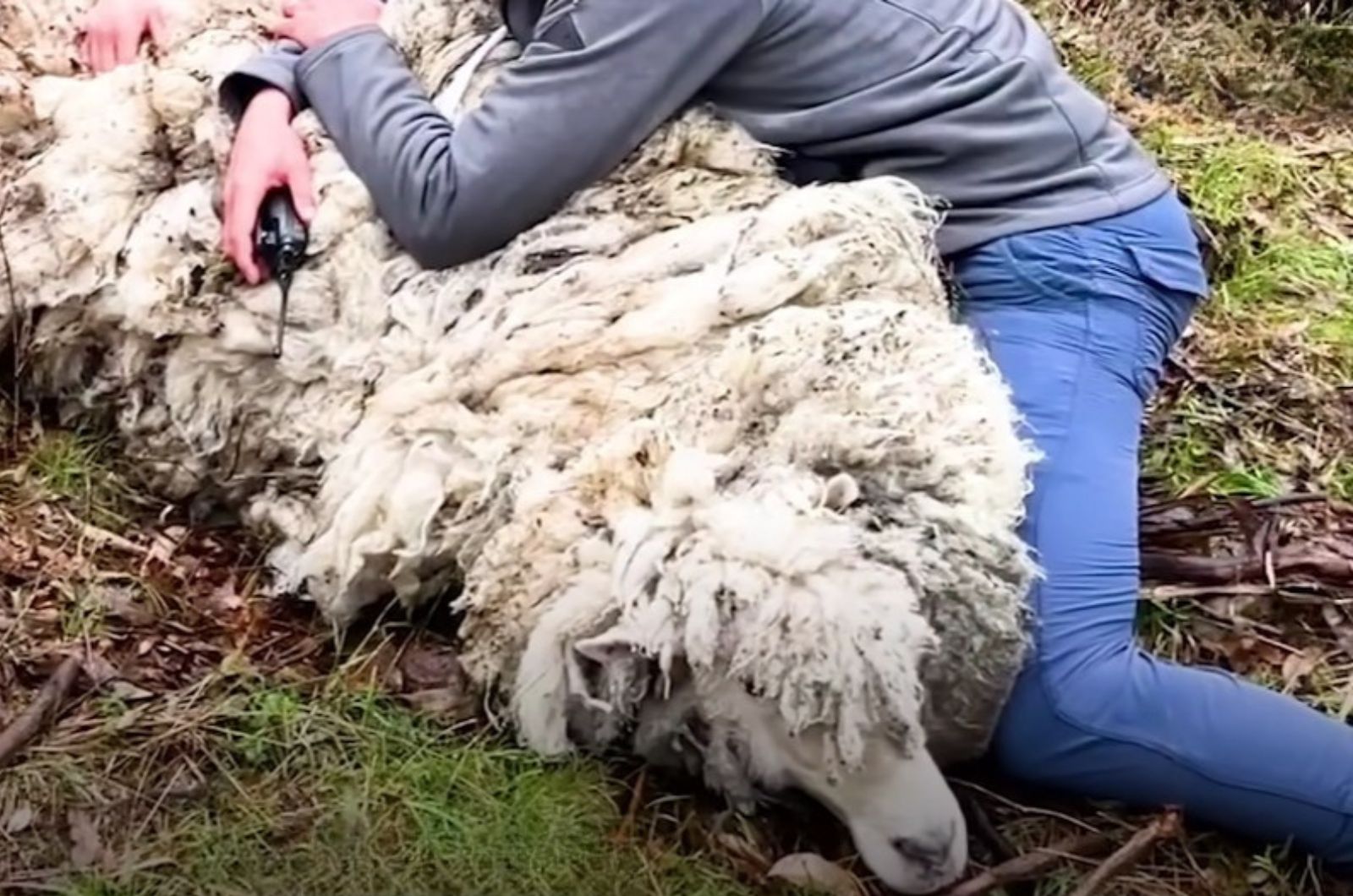 severely matted sheep