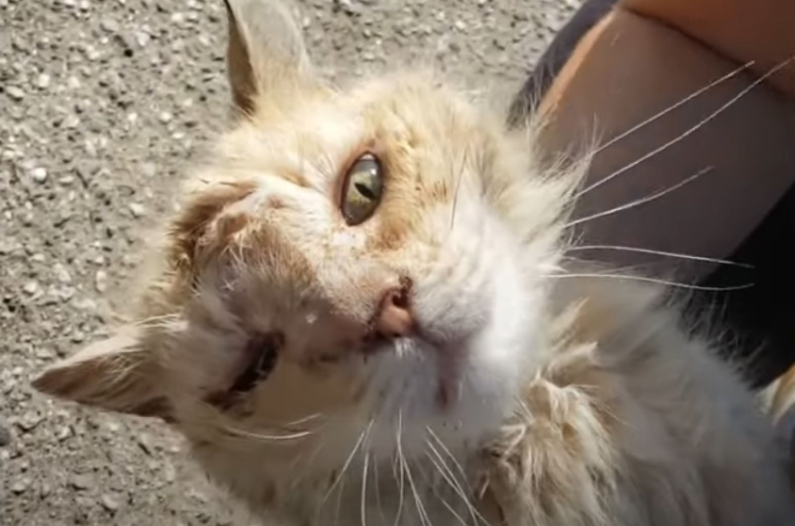 shabby cat
