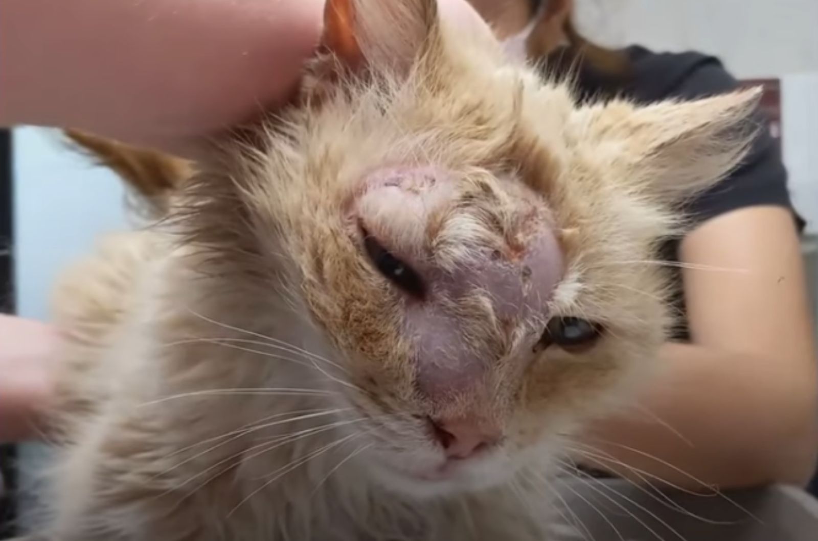 shabby orange cat