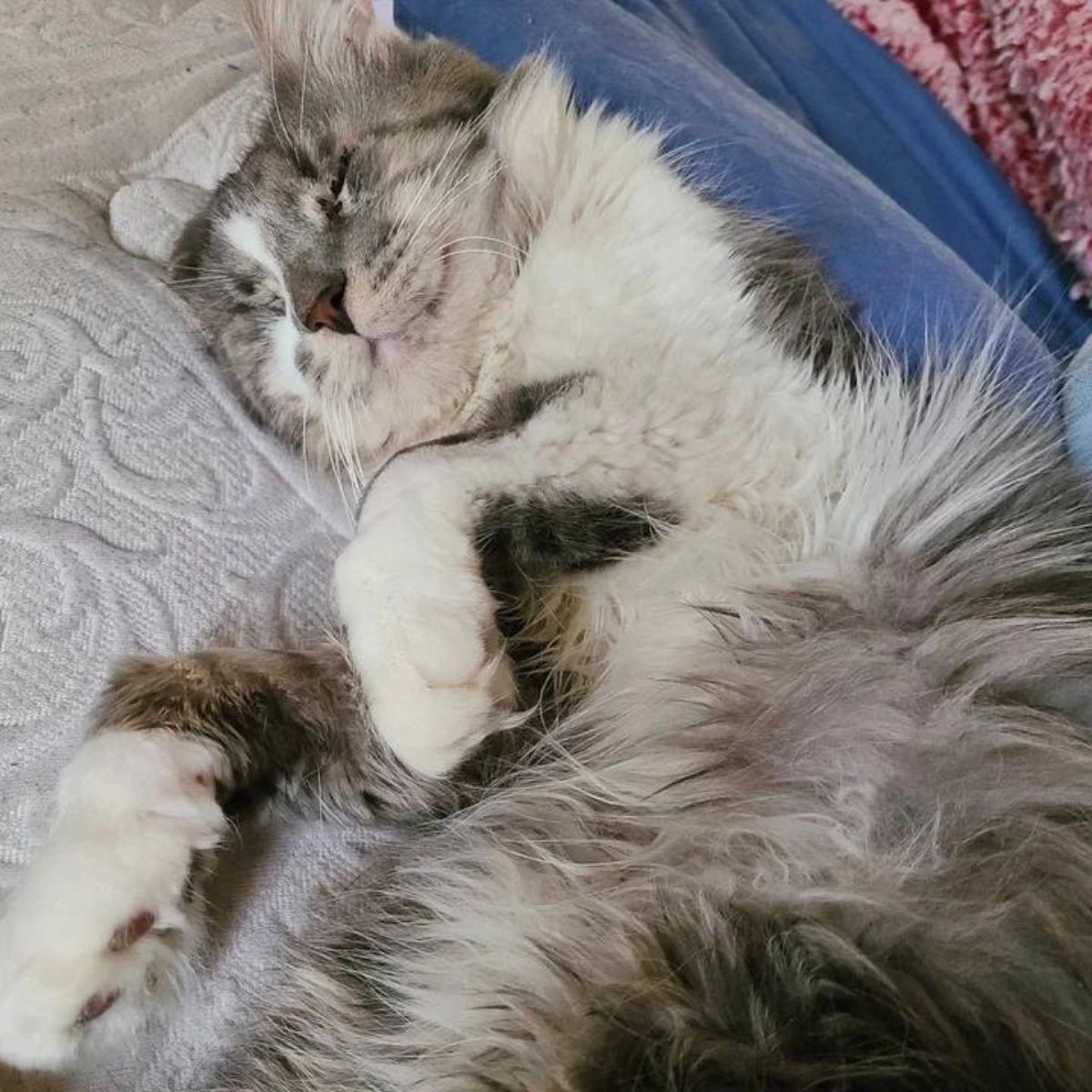 shaggy cat is sleeping