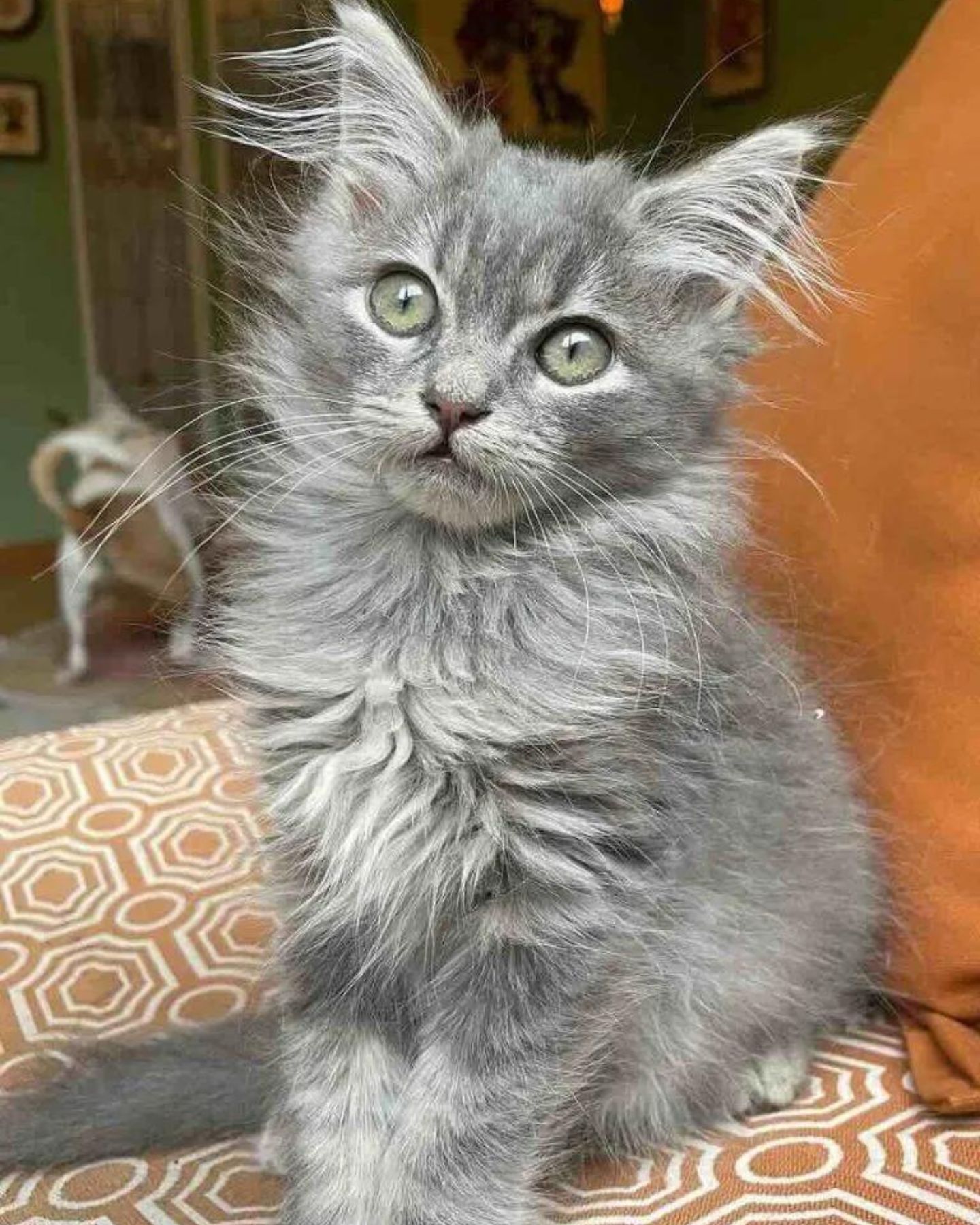 shaggy gray cat