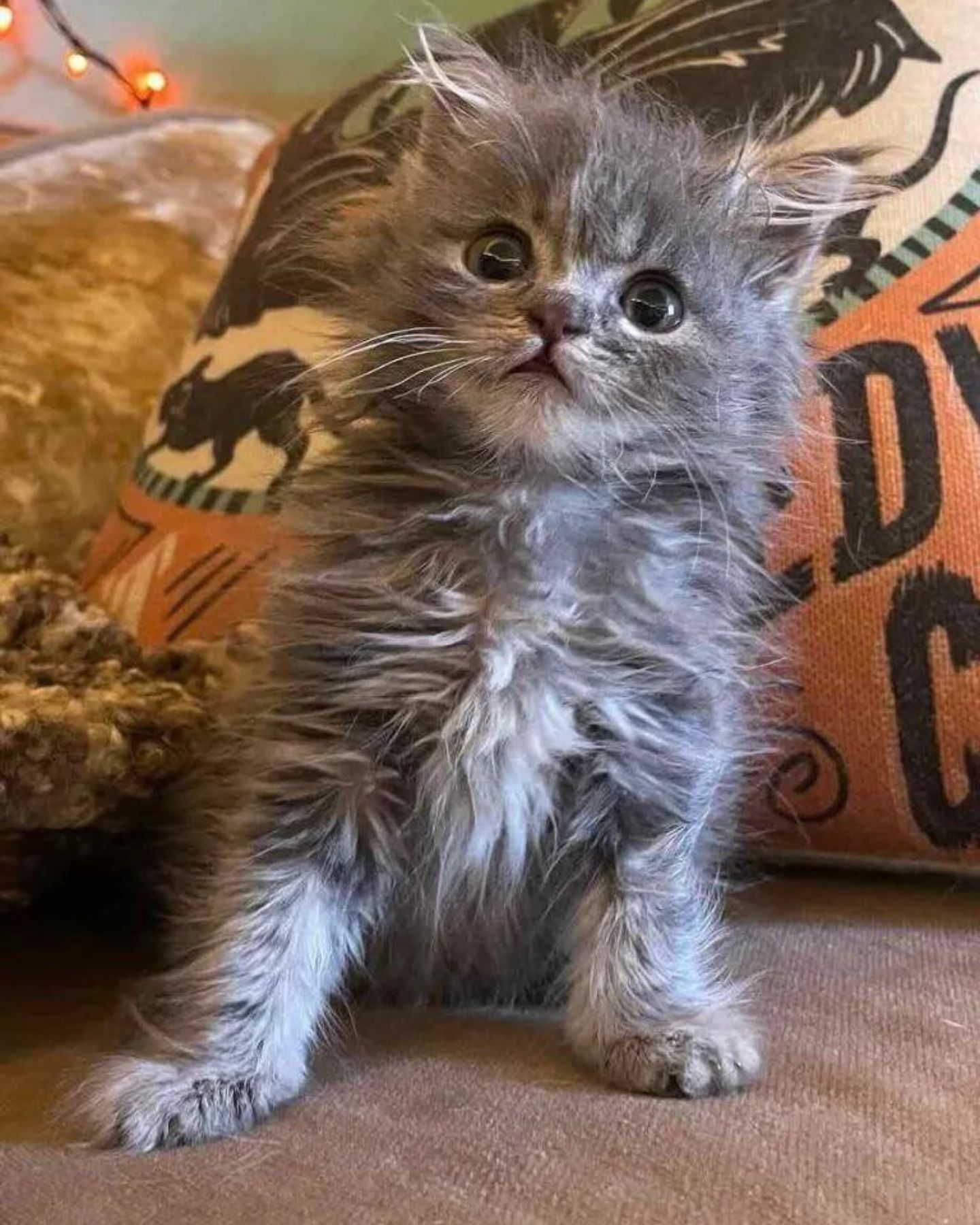 shaggy kitten