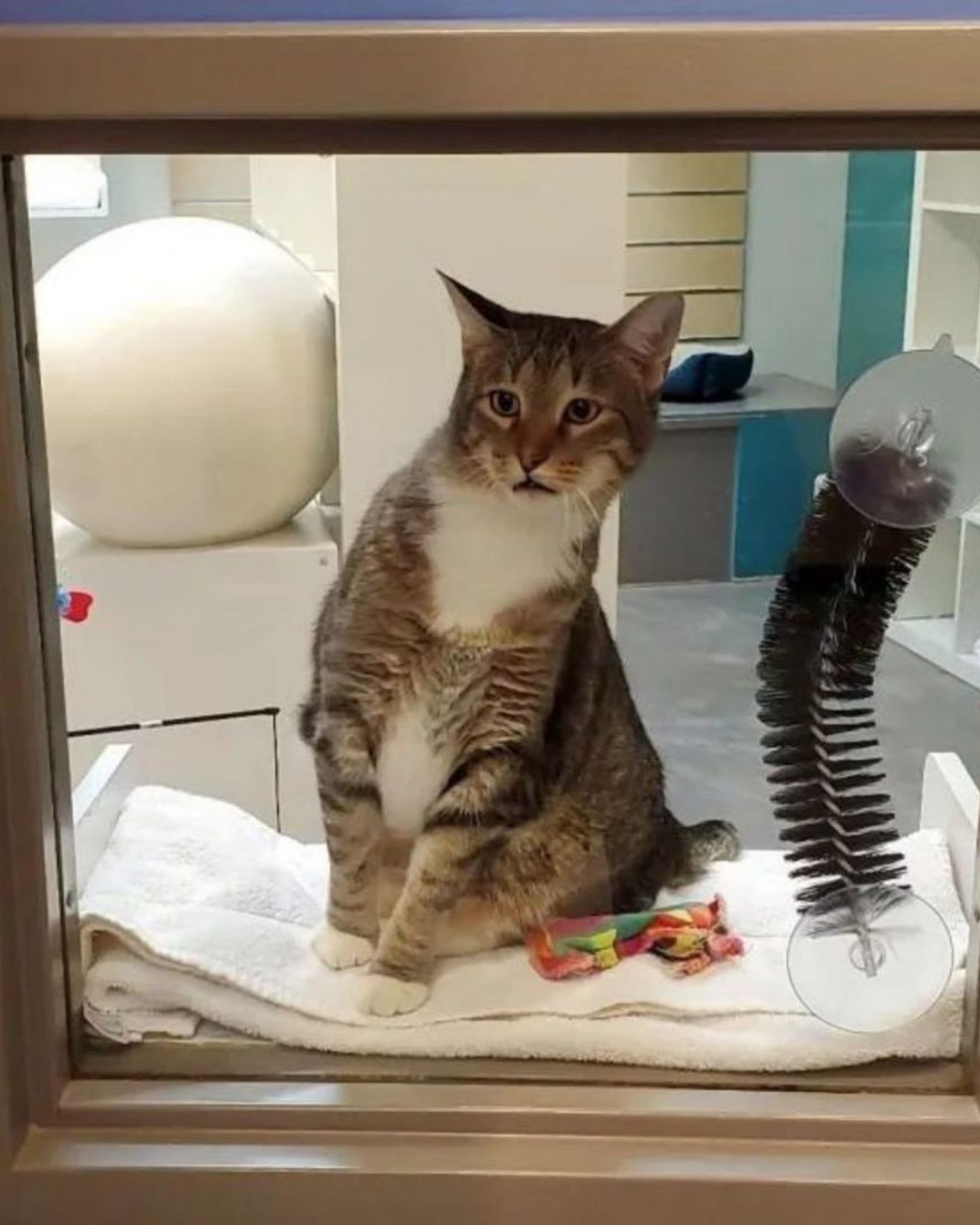 shelter cat