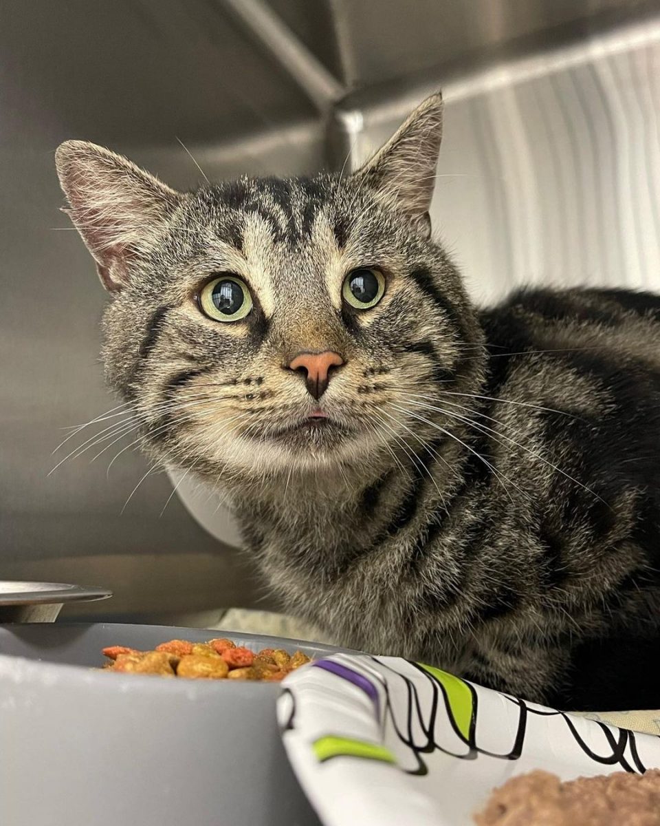 shelter cat