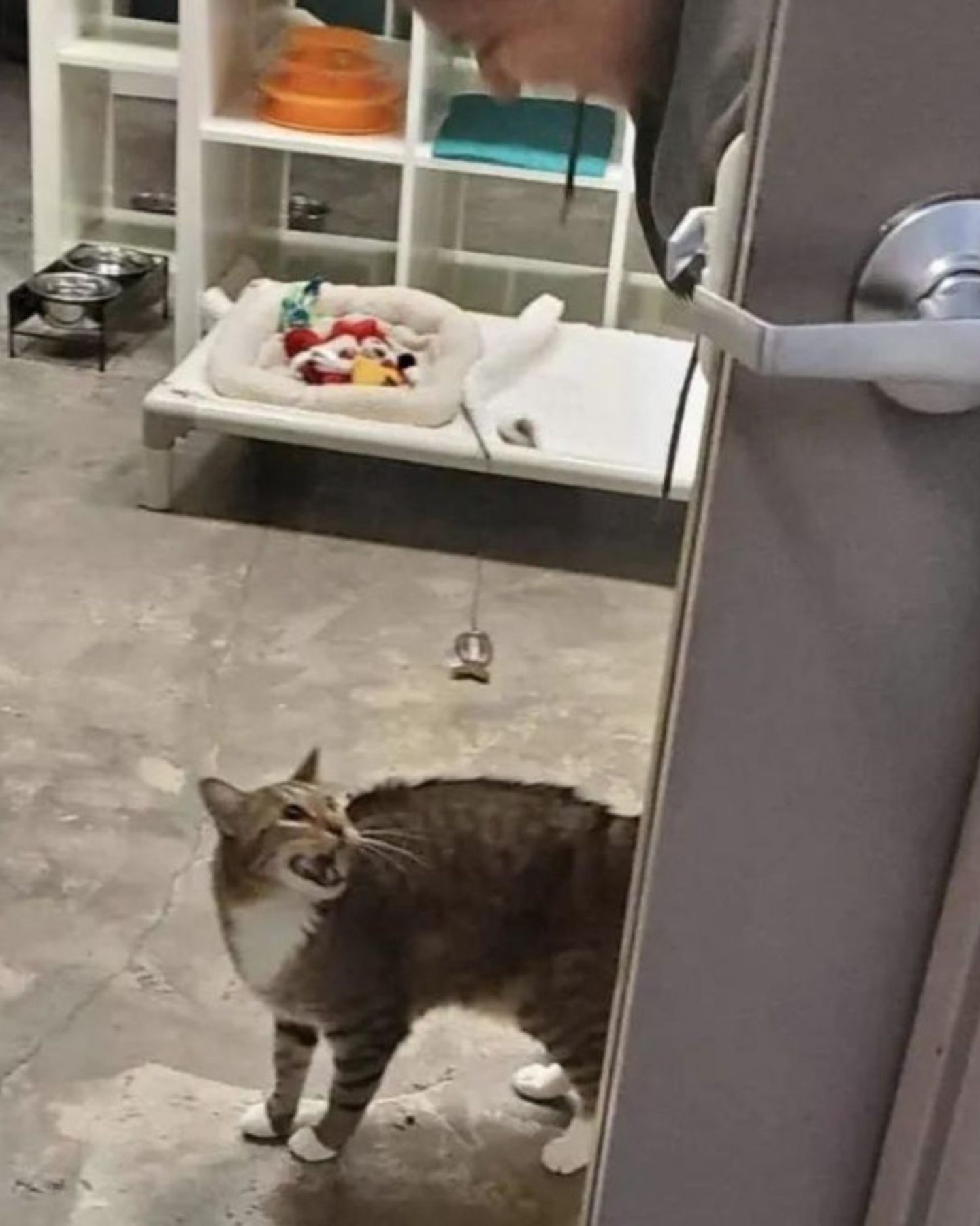 shelter cat meowing