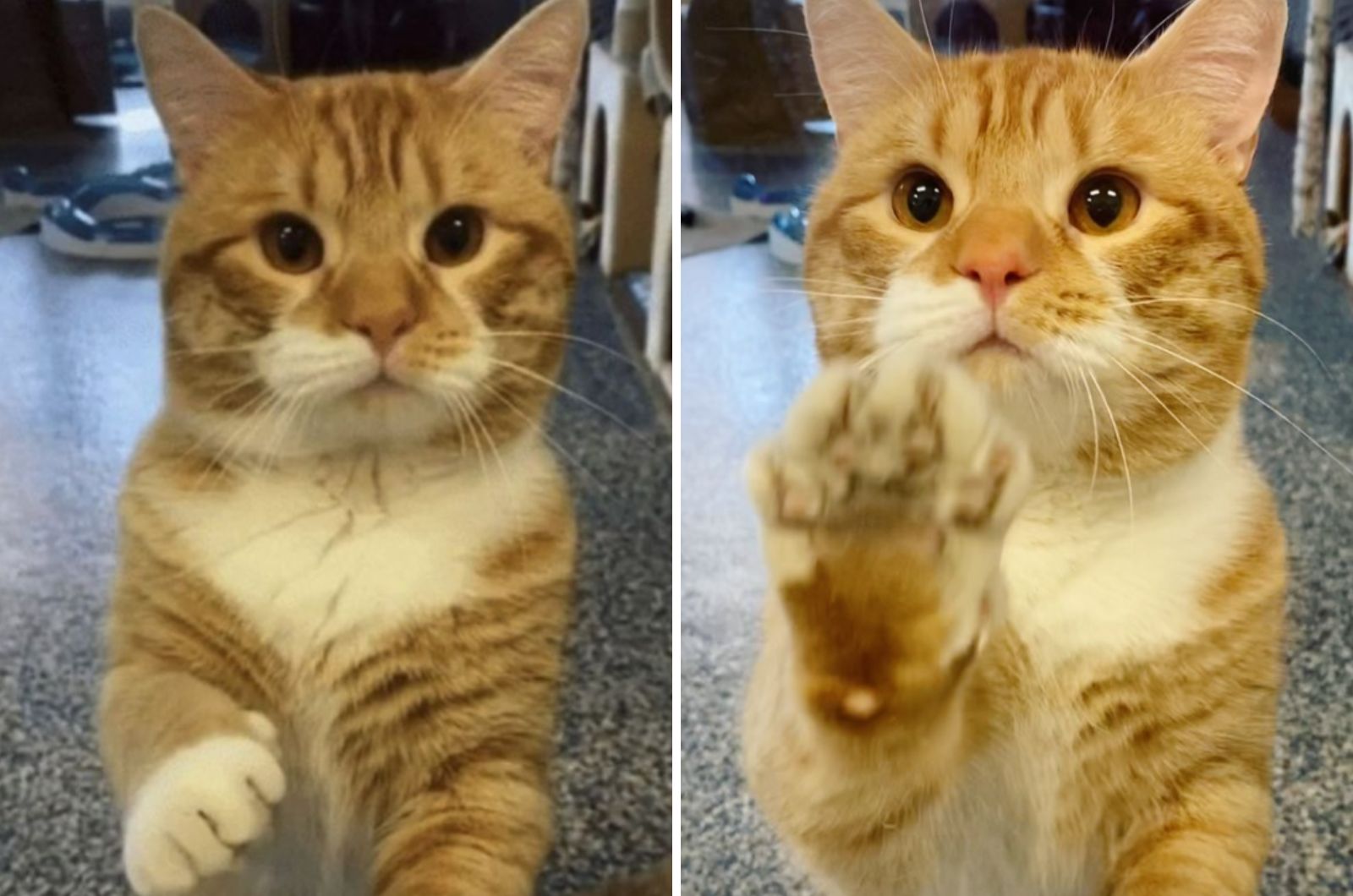 shelter cat waving