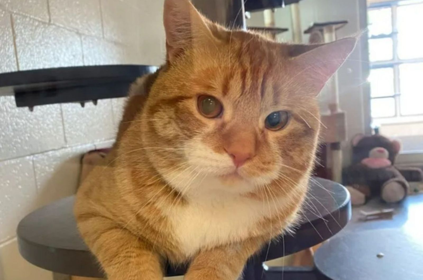 shelter cat