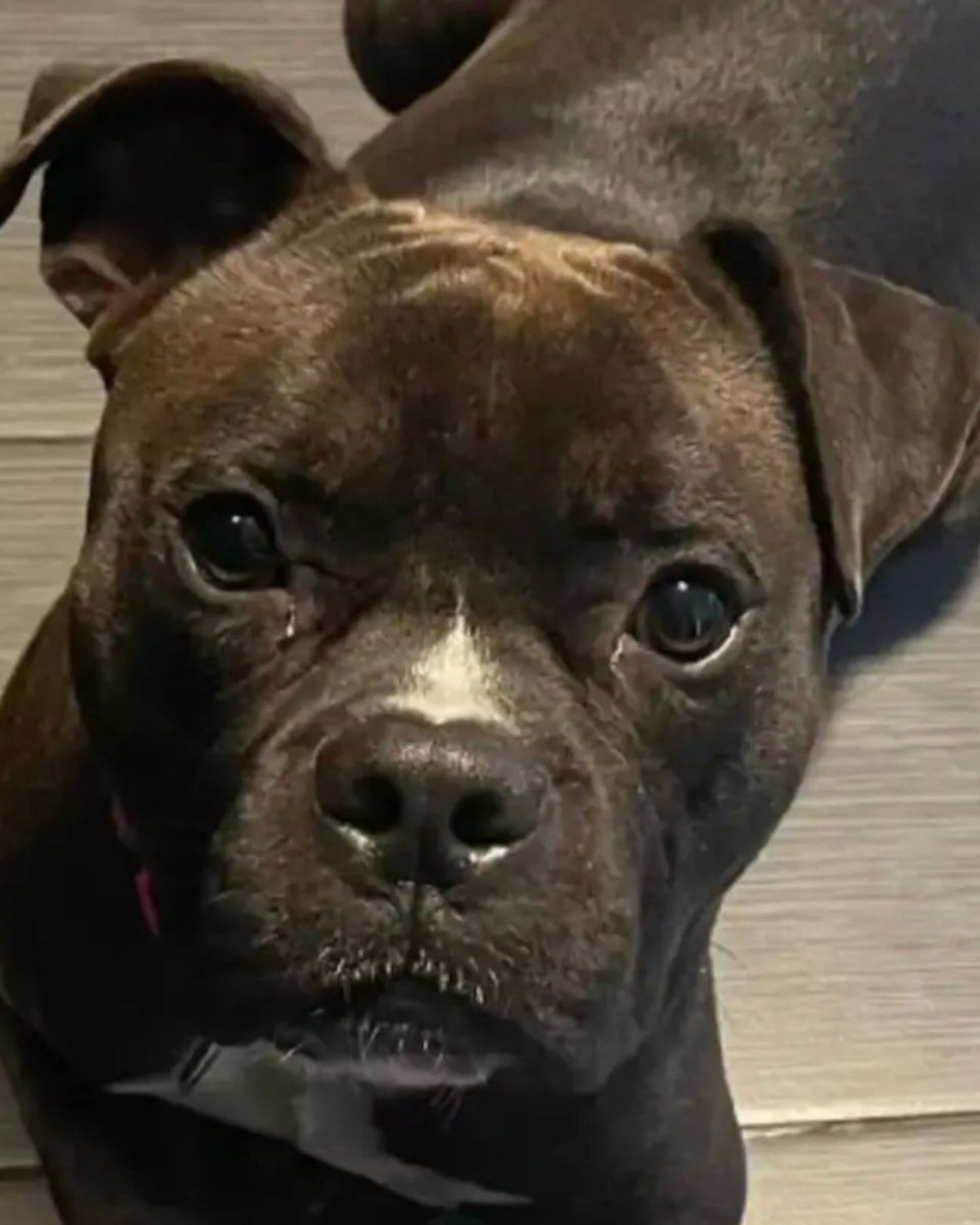 shelter dog