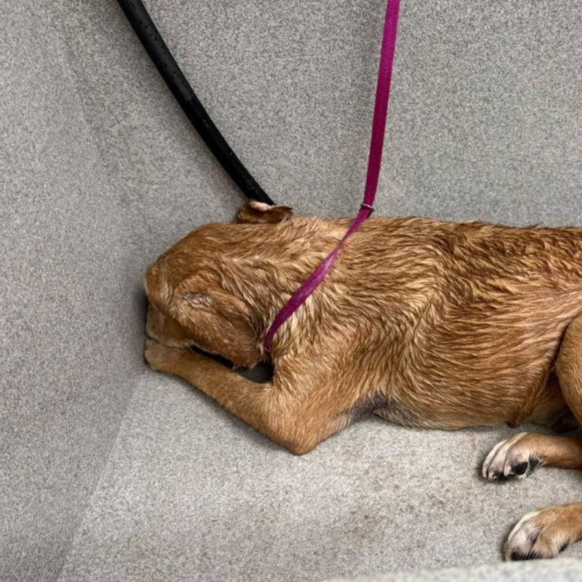 shelter dog lying in a corner