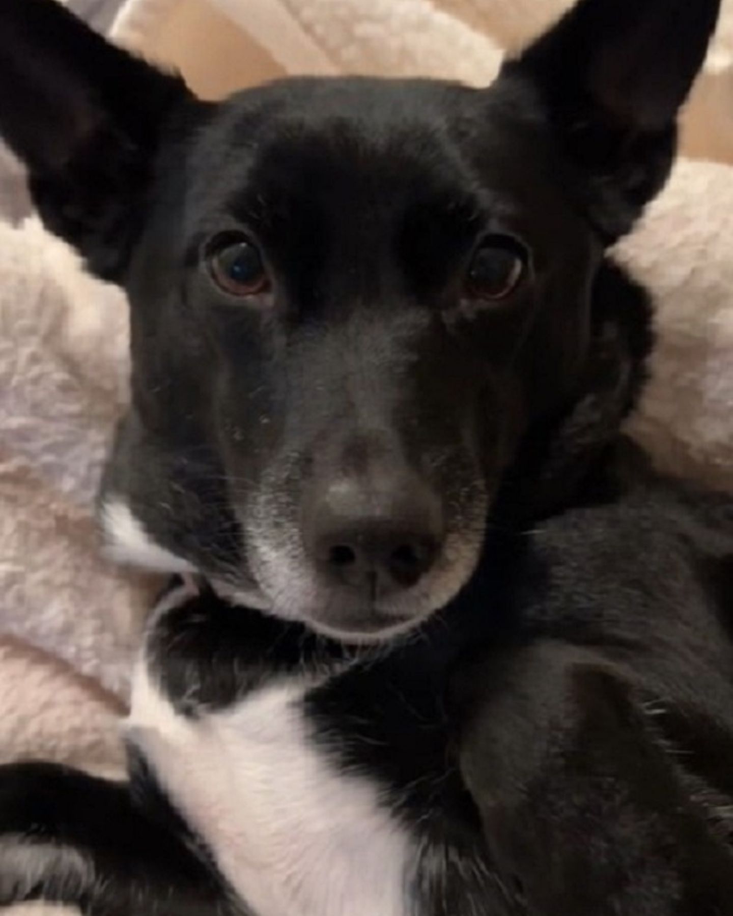 shelter dog