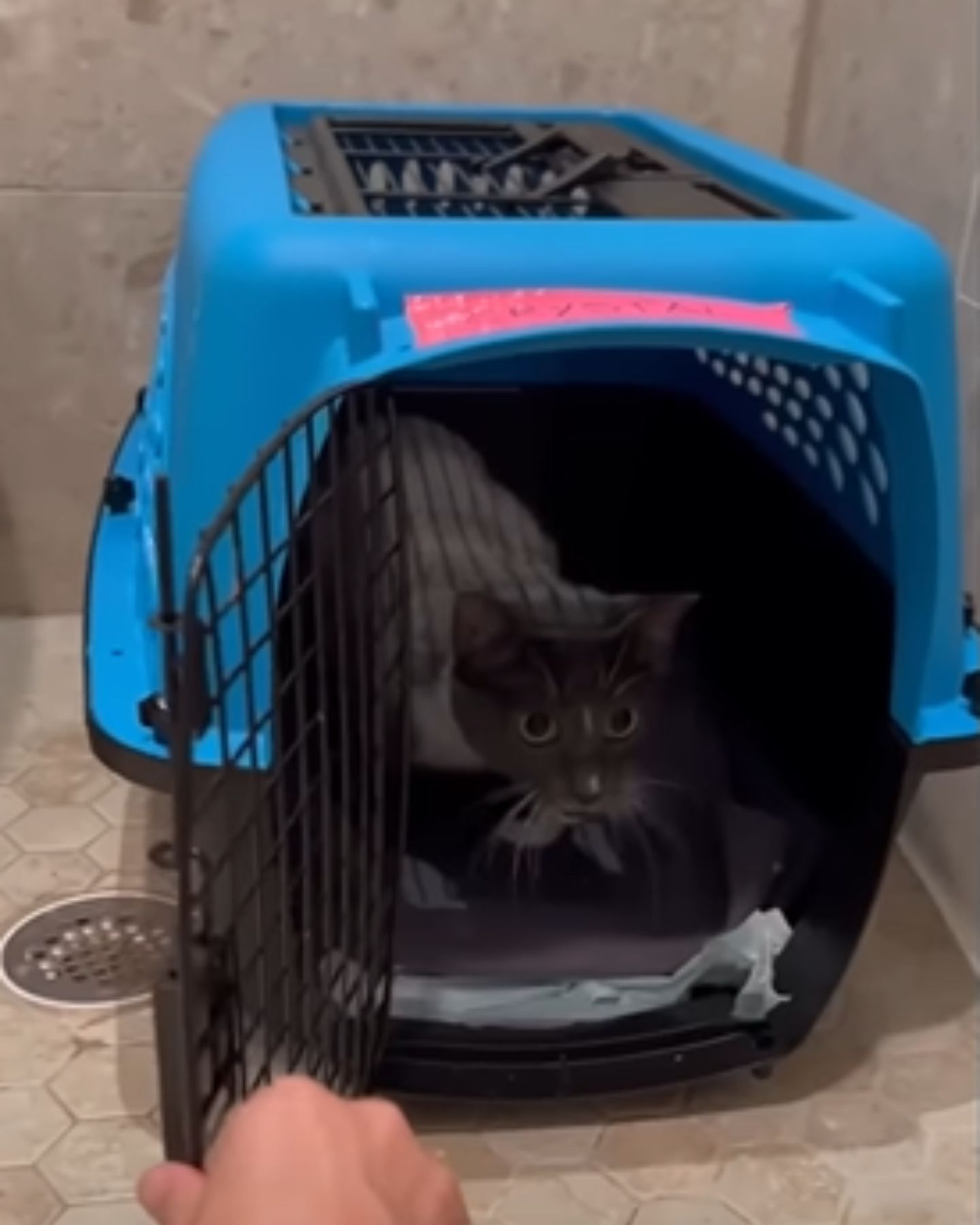 shy cat