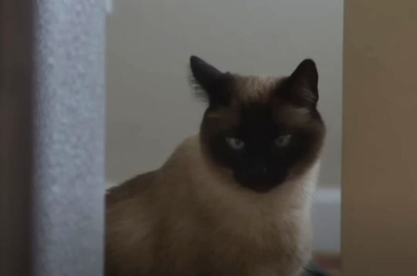 siamese cat from idaho