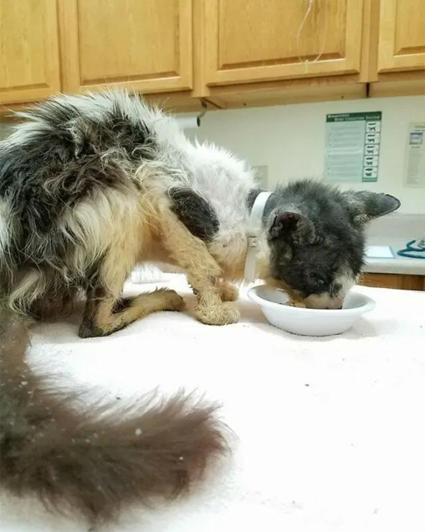 sick cat eating