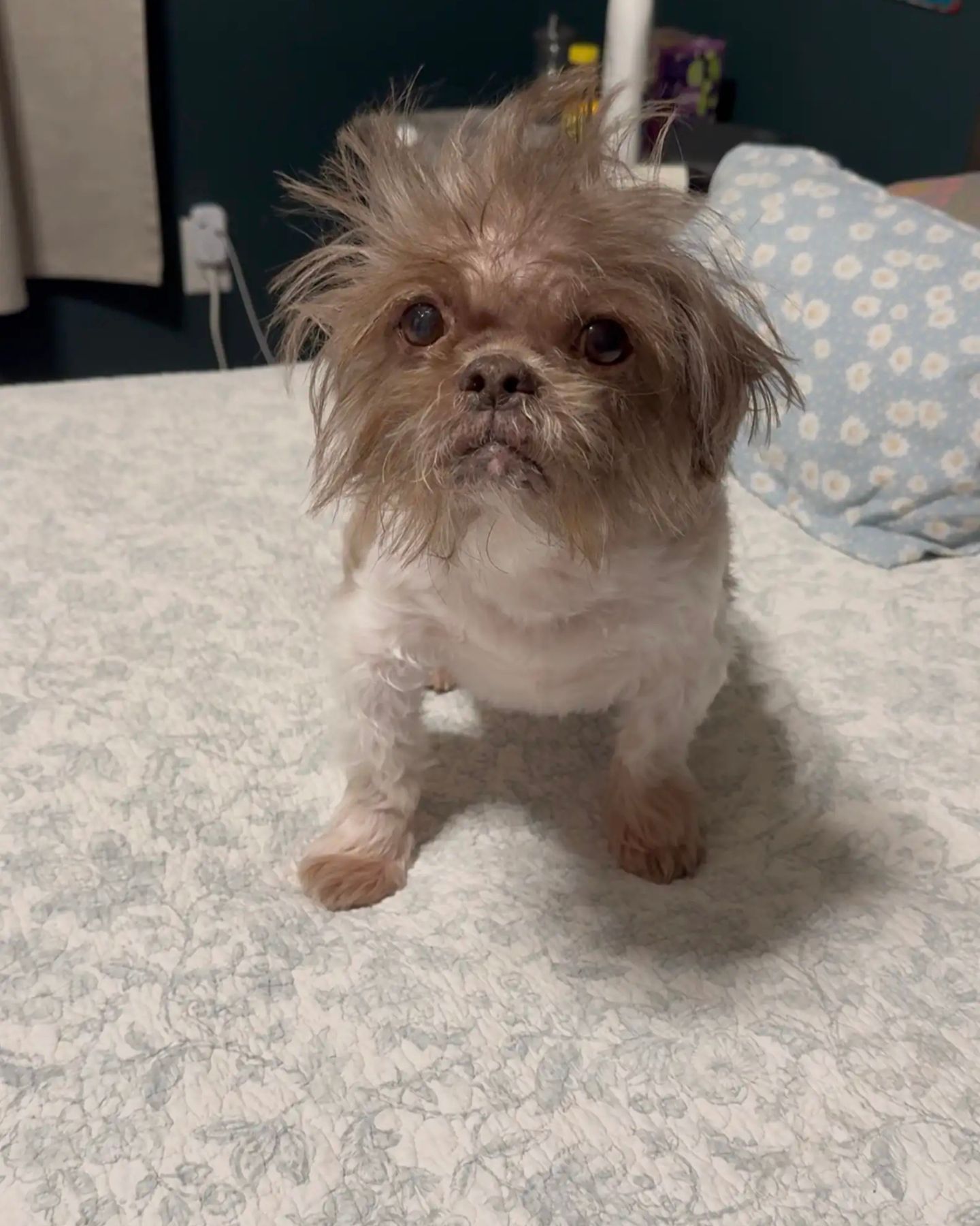 sick dog