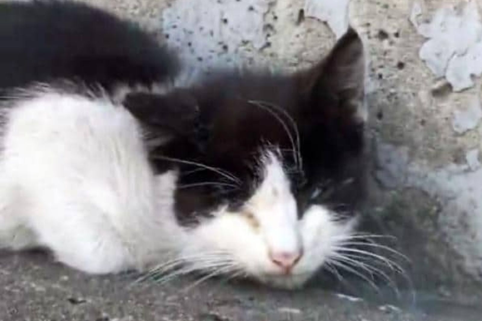 sick kitten lying on the ground