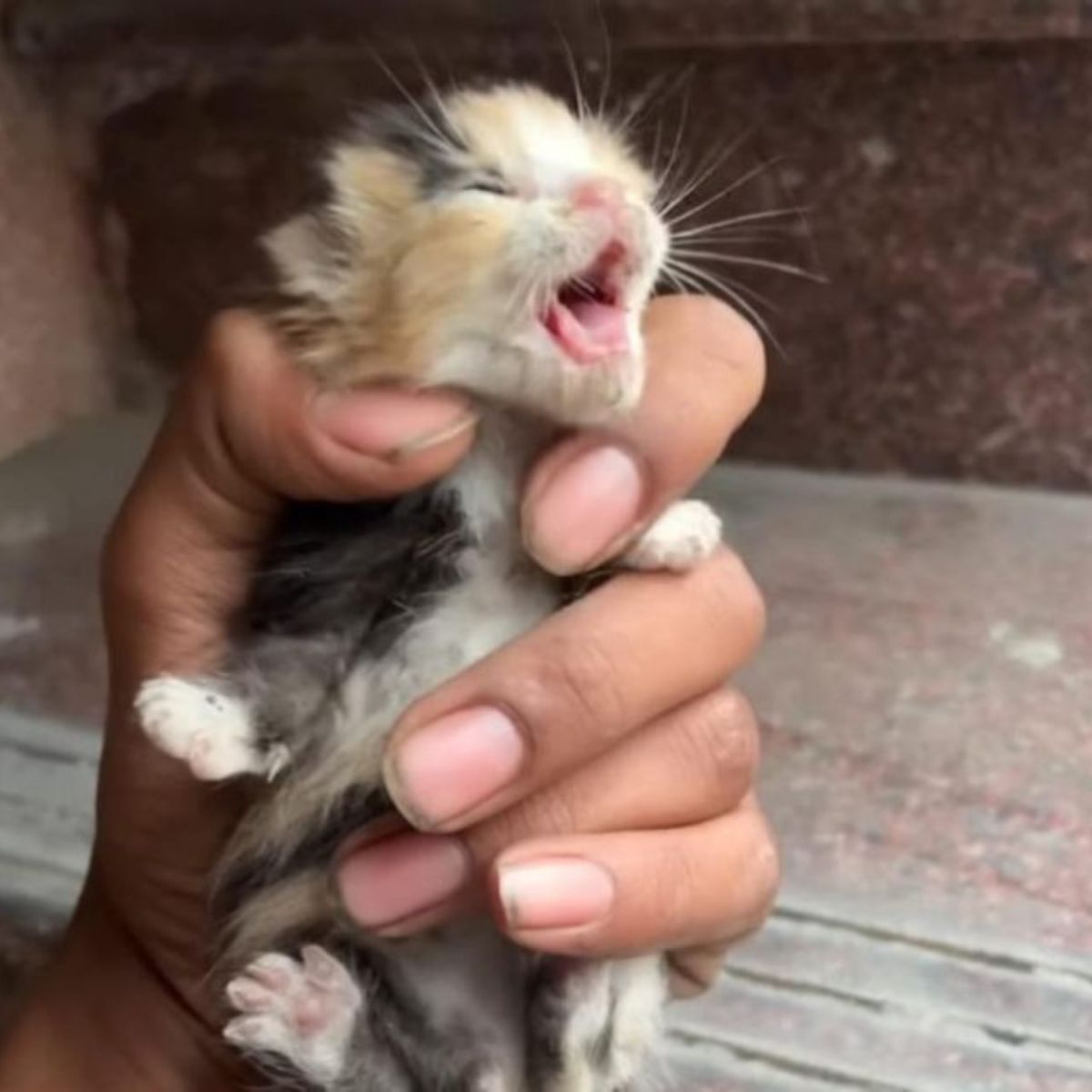 sick kitten