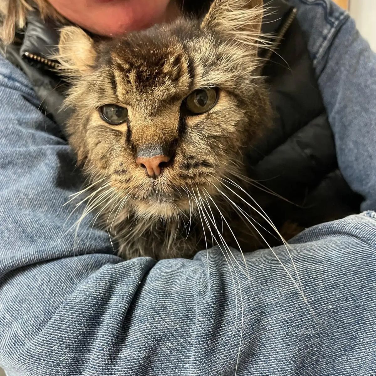 skinny cat in a woman's arms
