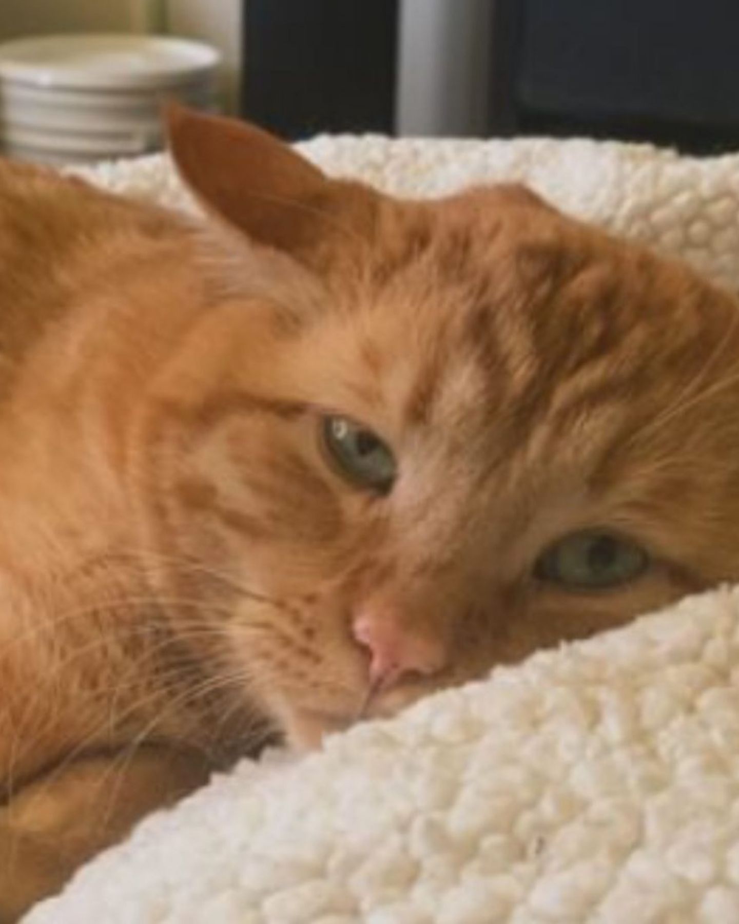 sleepy cat