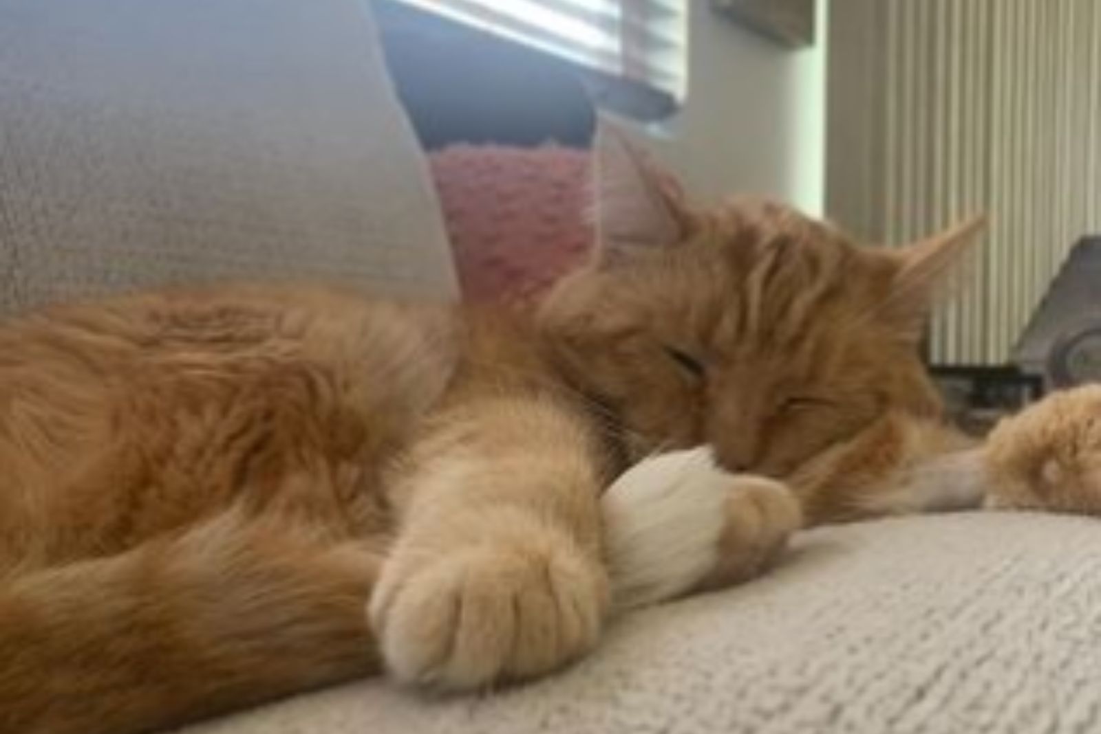 sleepy cat