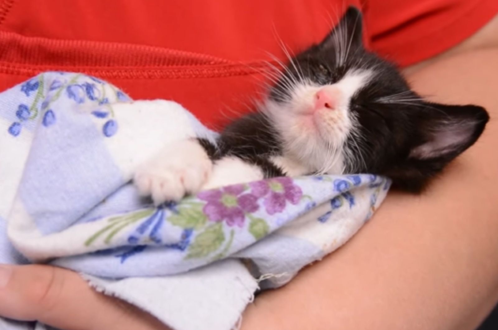 sleepy kitten