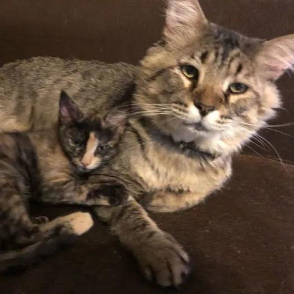 small and a big cat are lying together