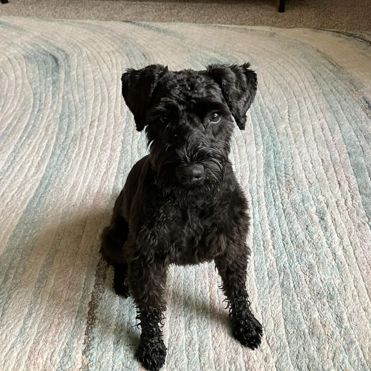 small black dog