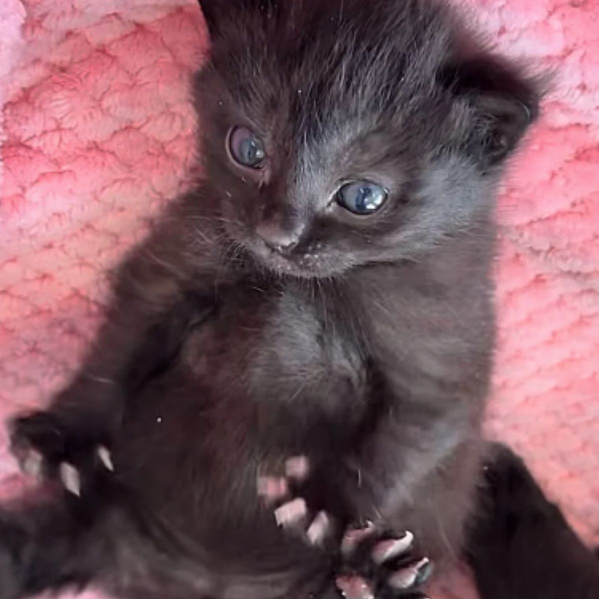 small black kitten