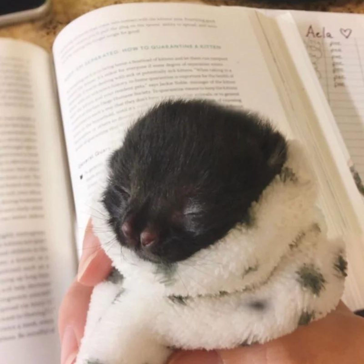 small black kitten wrapped in a blanket