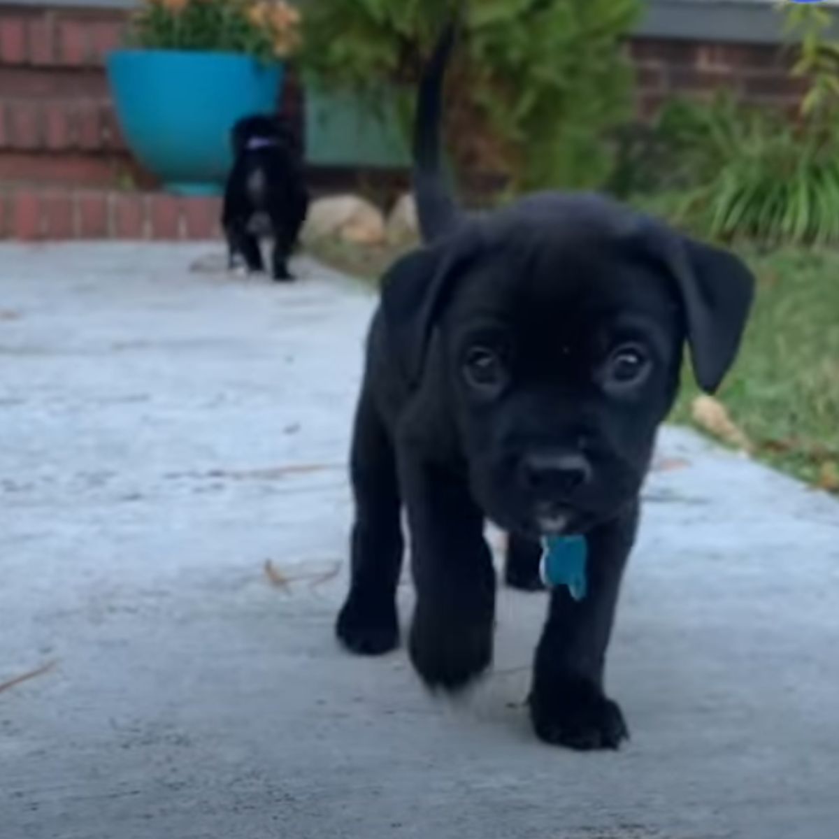 small black puppy