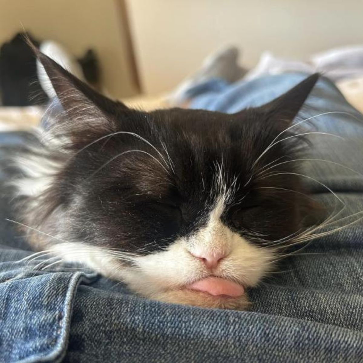 small cat sleeps with its tongue out