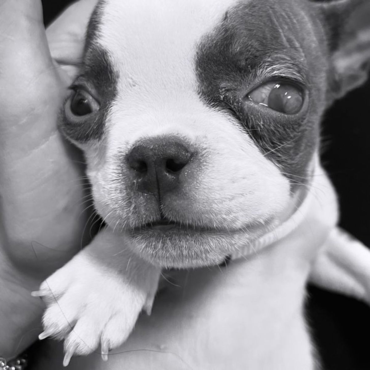 small dog with big eyes