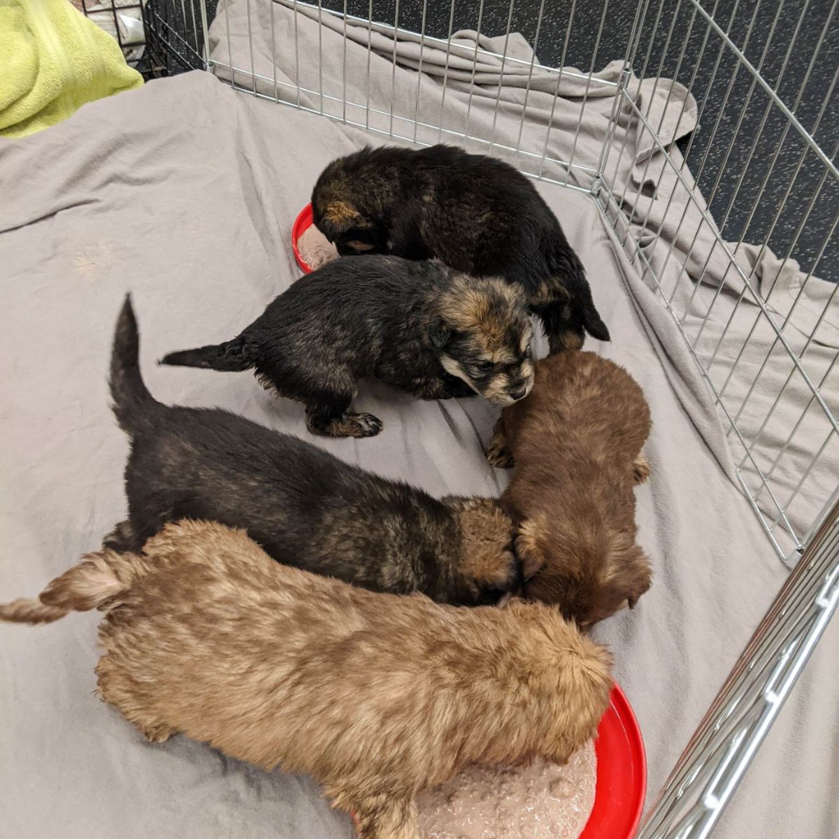 small dogs in a cage