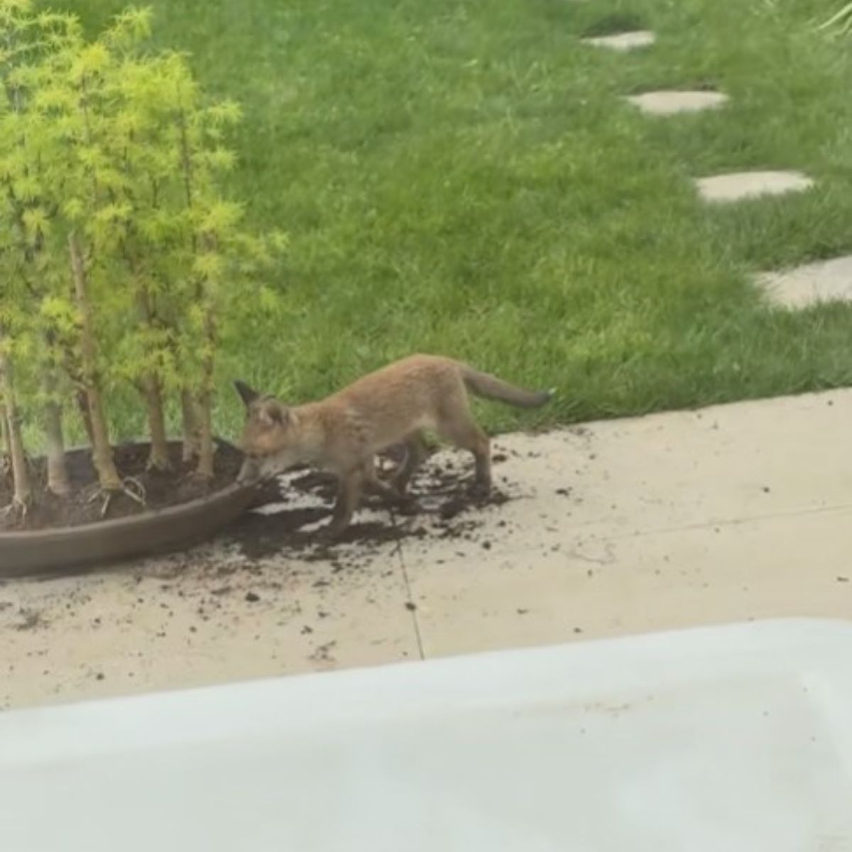 small fox in the yard