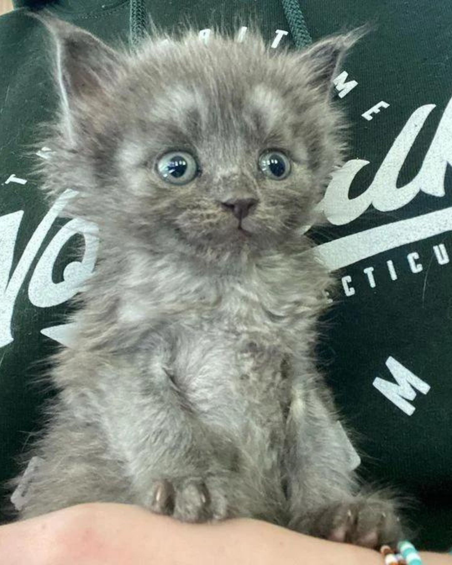 small gray kitten