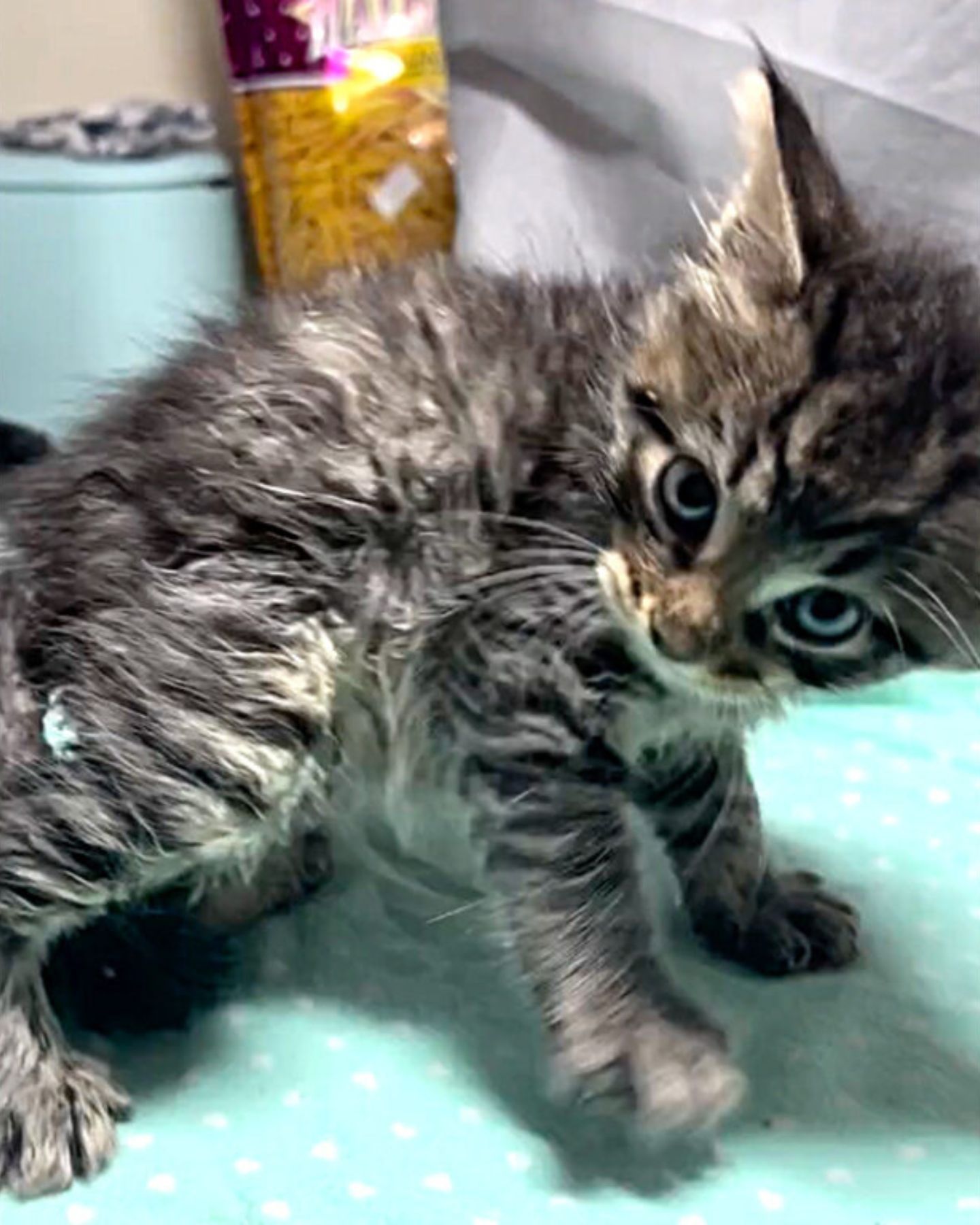 small kitten