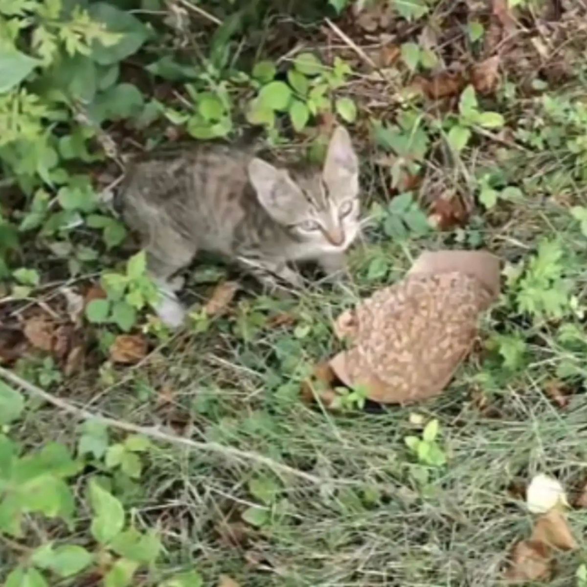 small kitten in a bush