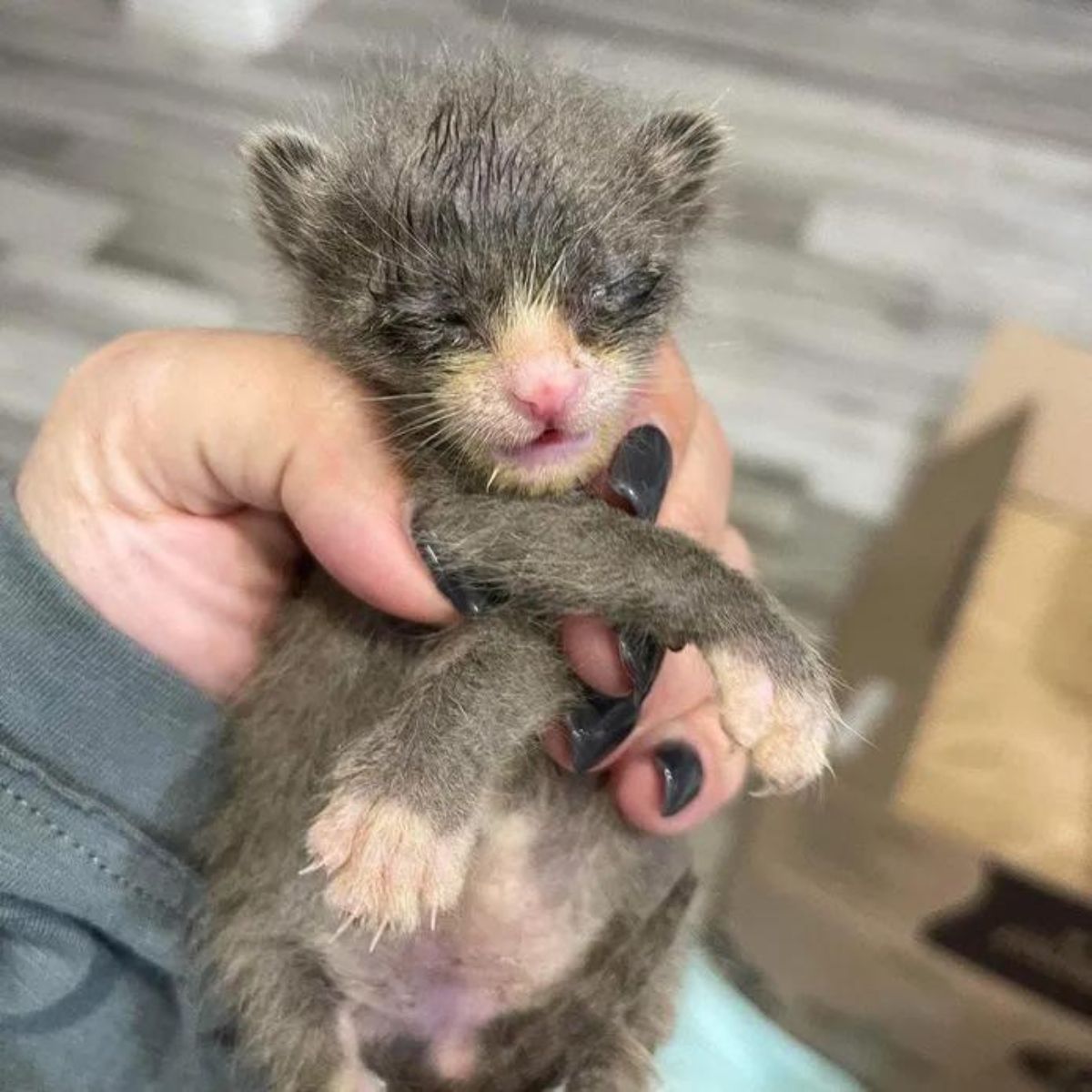 small kitten in hand with its legs crossed
