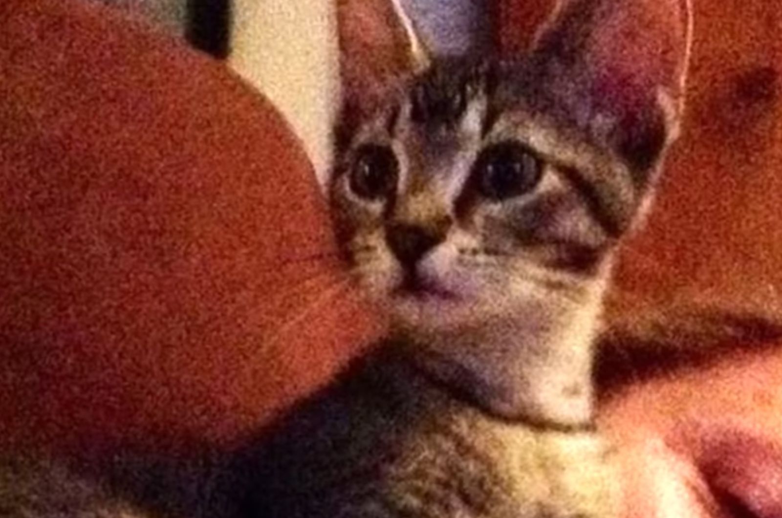 small kitten looks into the distance