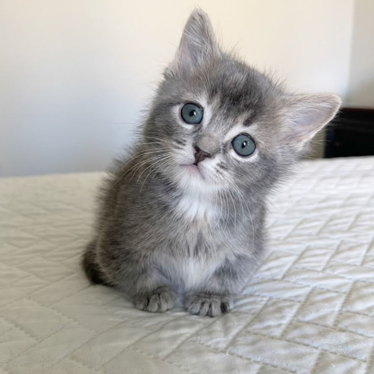 small kitten sitting