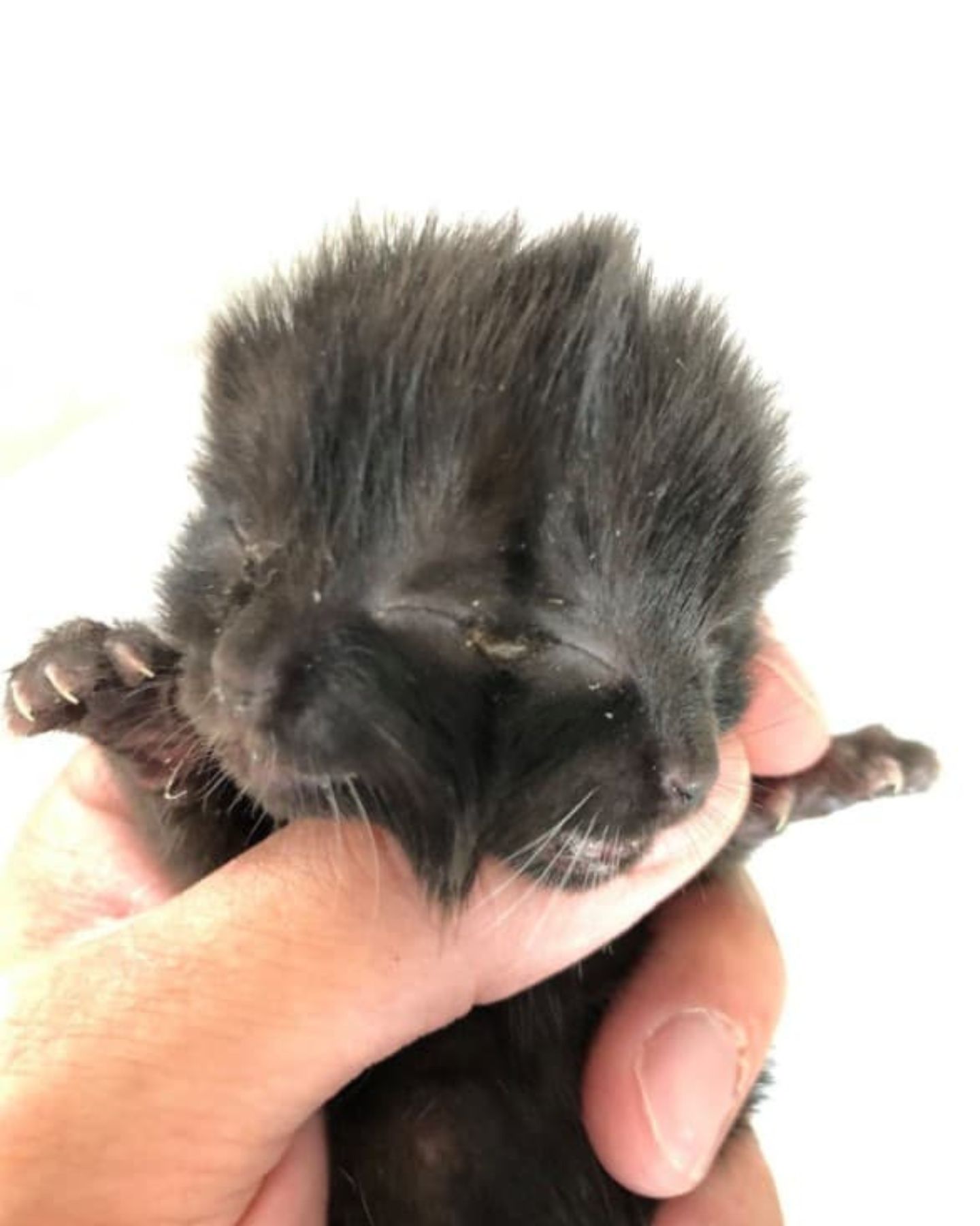 small kitten with a deformed face