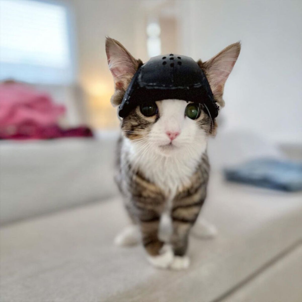 small kitten with a helmet on its head