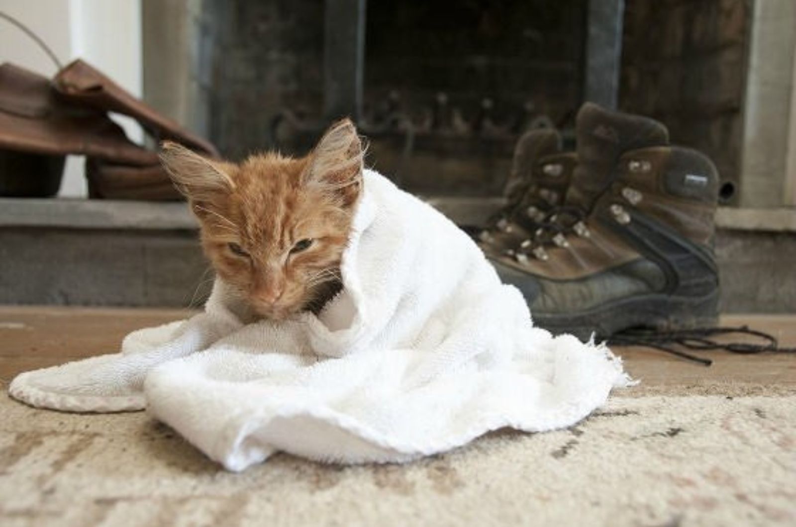 small kitten wrapped in a blanket