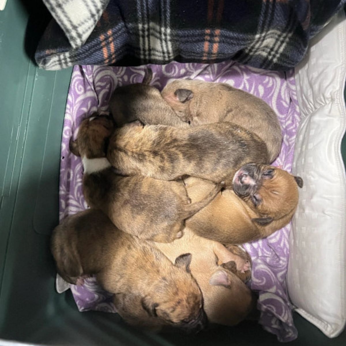 small puppies sleeping
