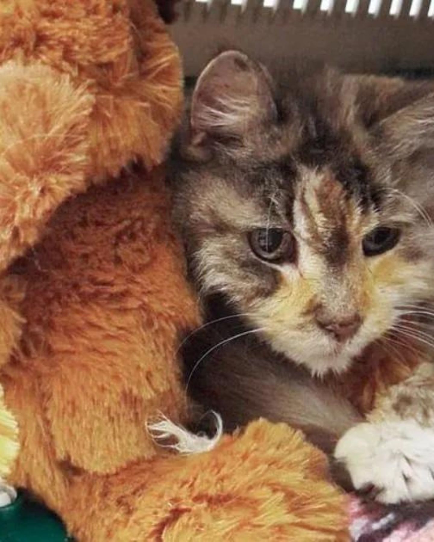 snuggled senior cat