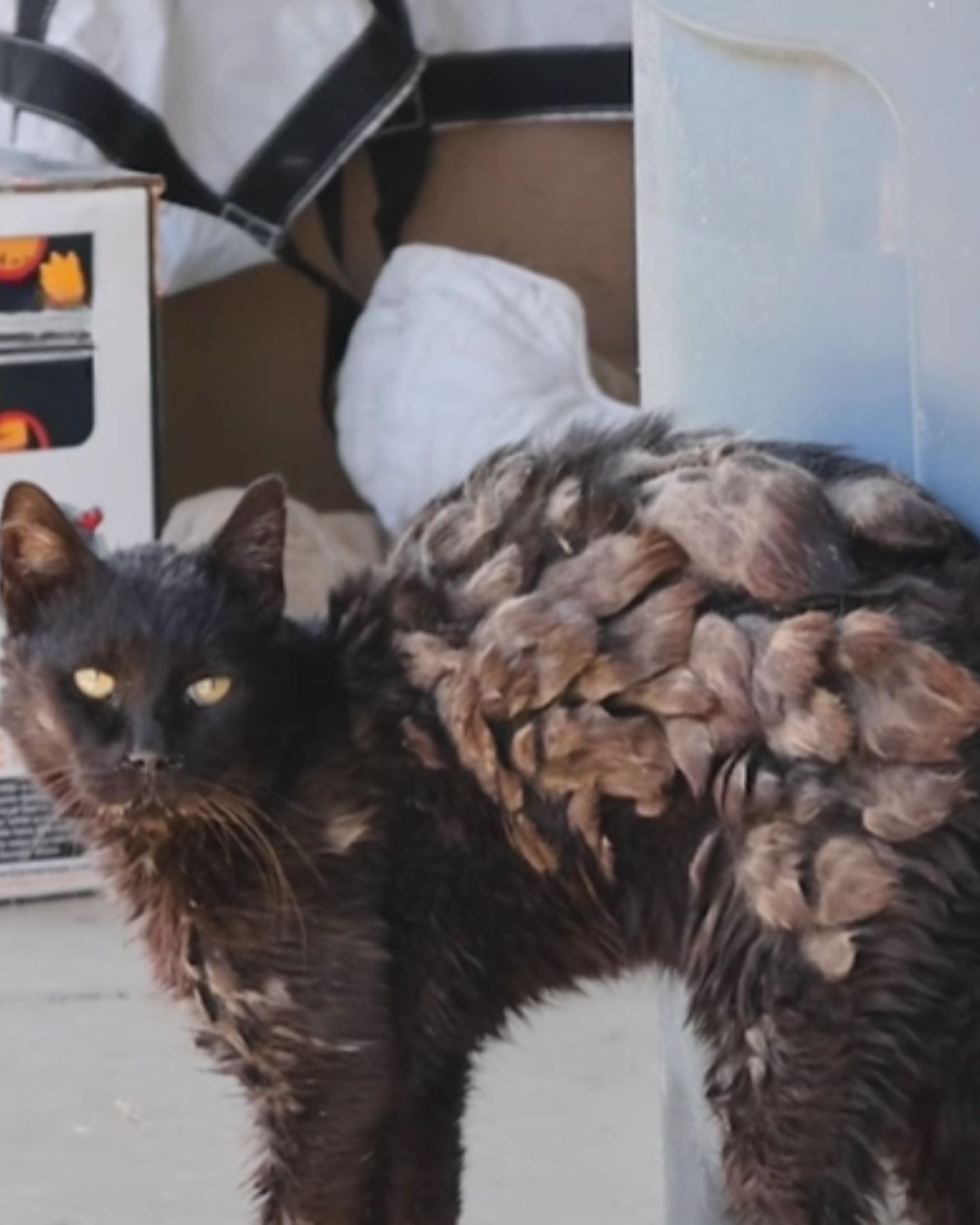 so Neglected Cat