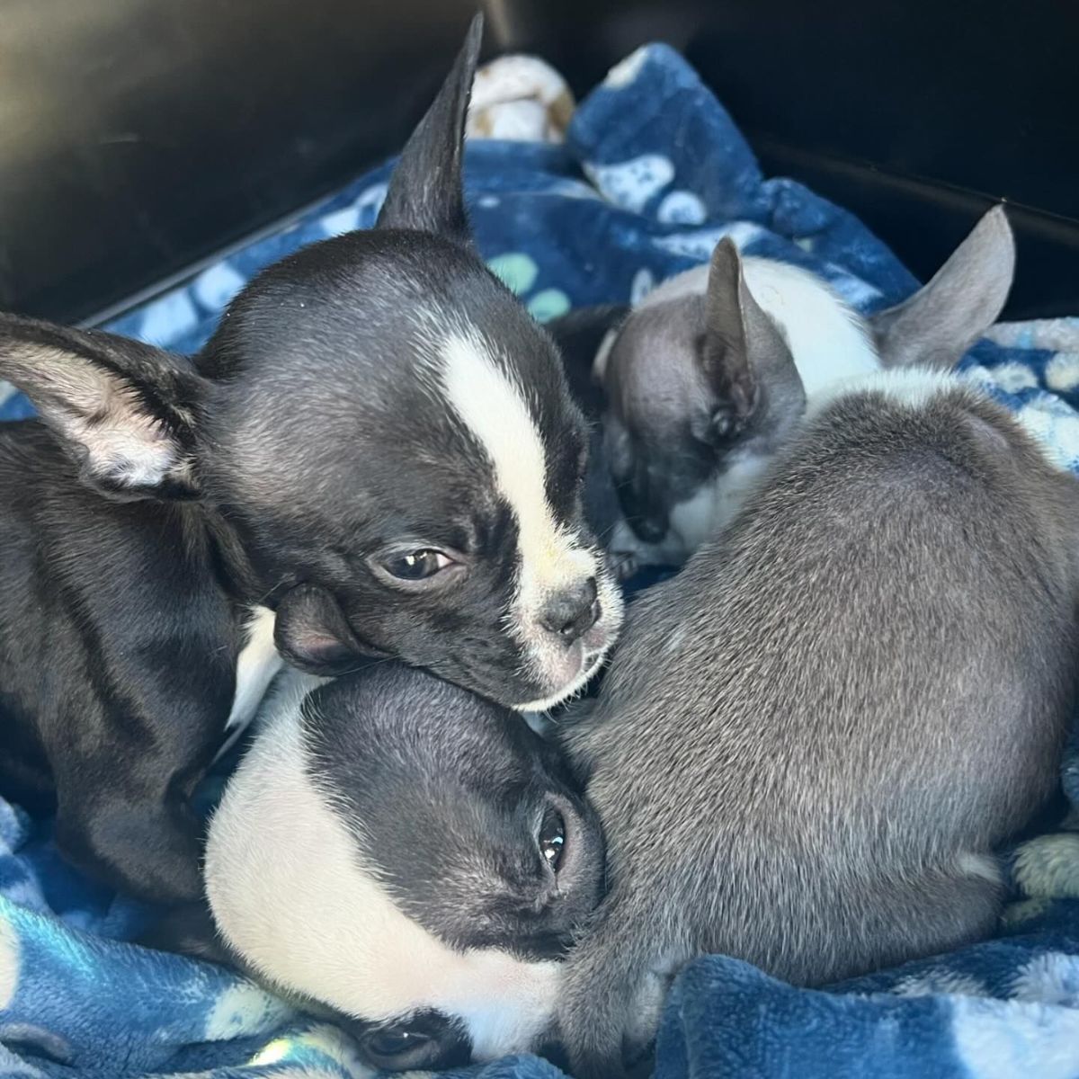 so adorable puppies