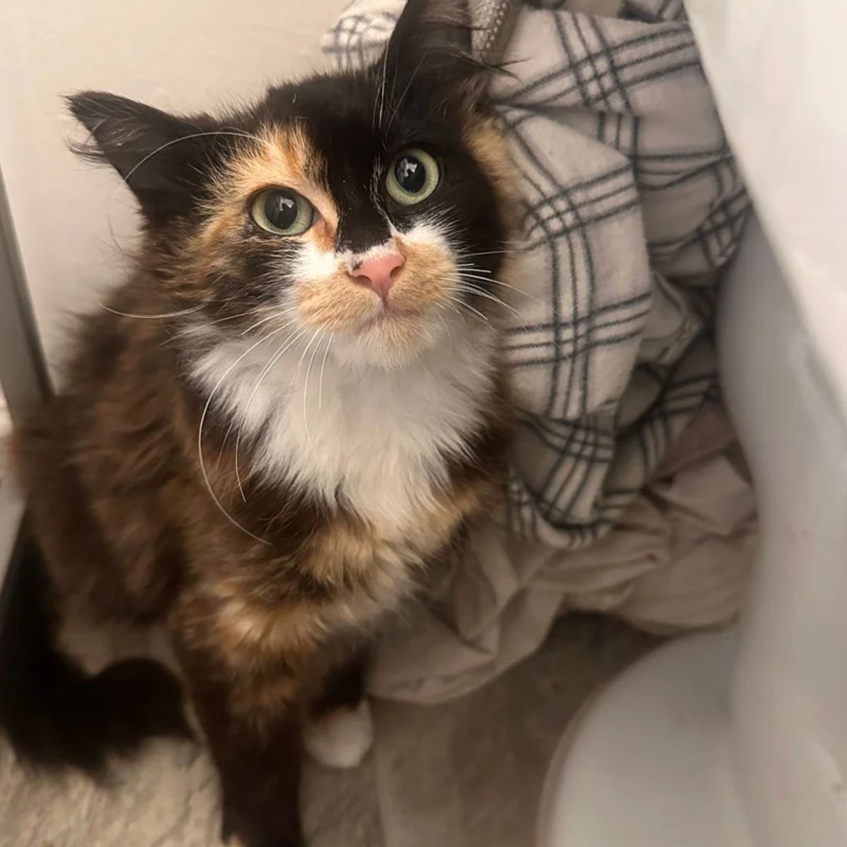 so beautiful colorful cat